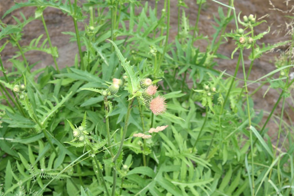 Cirsium alsophilum